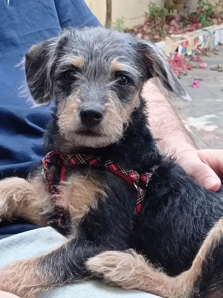 Mushu de cachorro, en brazos, con su arnés de cuadros