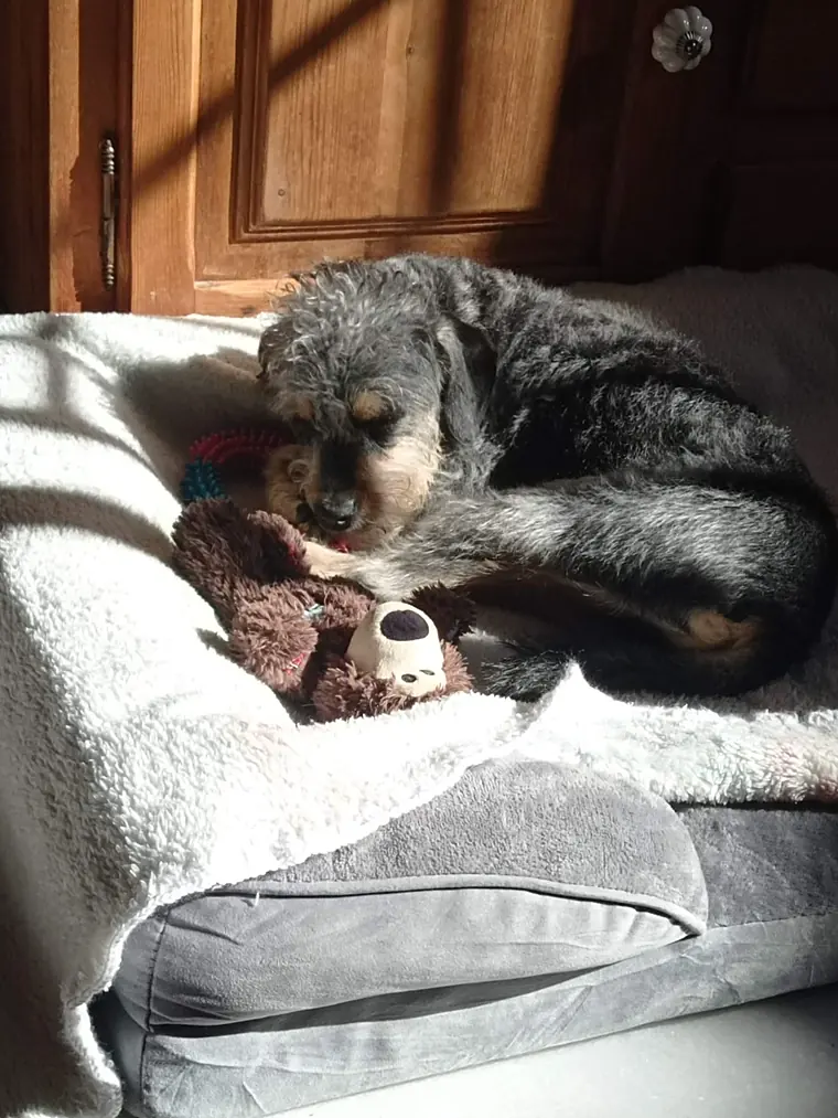 Mushu dormido en su cama, abrazado a su peluche, en un rayo de sol
